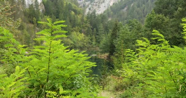 Ein Teich Versteckt Sattem Grün Mit Bergen Hintergrund — Stockvideo