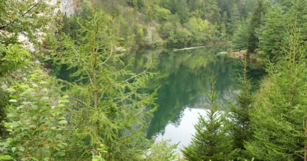 Вечнозеленые Ели Окружающие Пруд Заовине Сербия — стоковое видео
