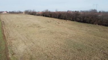 Drone Sırbistan 'ın Ub kentindeki tarlada şirin bir geyik sürüsüne doğru uçuyor