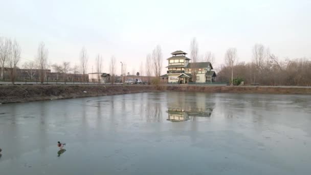 Mallard Ducks Stand Frozen Lake Motel Shore Sérvia — Vídeo de Stock