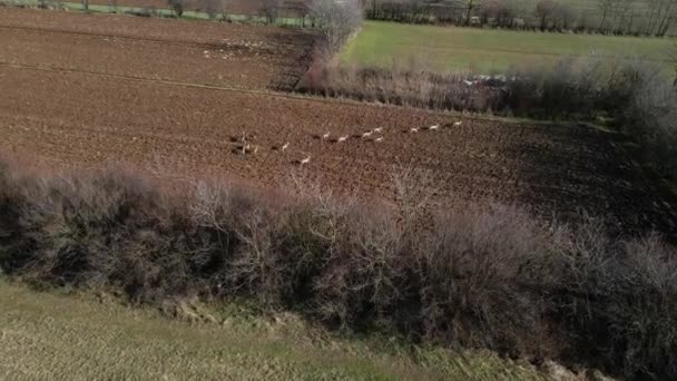 Letecký Pohled Stádo Jelenů Běžící Přes Obdělávané Pole Vesnici — Stock video