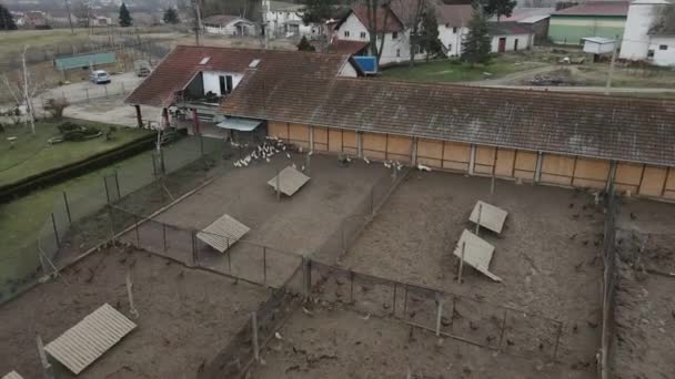 Aviary Plný Bažantů Kuřat Vesnici Srbsko Drone Pov — Stock video