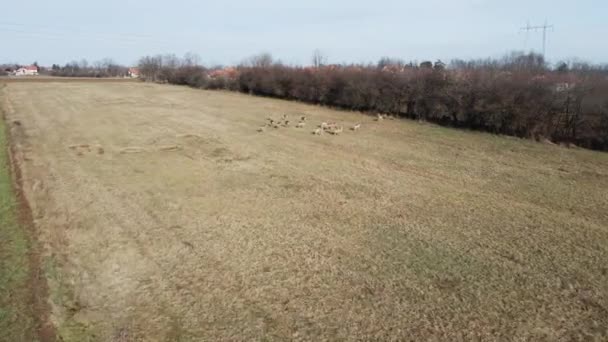 Drone Sırbistan Kentindeki Tarlada Şirin Bir Geyik Sürüsüne Doğru Uçuyor — Stok video