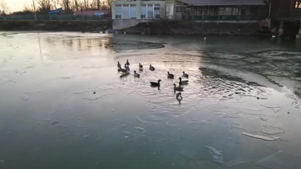 マラードアヒルの群れが泳ぎ 凍った湖を歩く — ストック動画