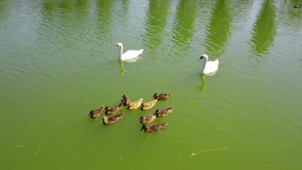 Flock Mallard Ducks Swans Swimming Together Lake Peacefully — Stock Video