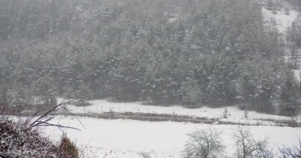 Сніг Падає Вічнозеленому Лісі Златоборі Сербія — стокове відео
