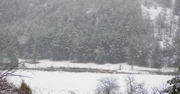 Śnieg Dryfuje Wiecznie Zielonych Lasach Zlatiborze Serbia — Wideo stockowe