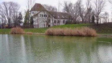 İki çift yaban ördeği büyük beyaz evin önündeki gölde birlikte yüzerler.
