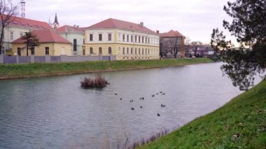 Sırbistan 'ın Zrenjanin kentindeki bir gölde yüzen ve sallanan Mallard ördekleri