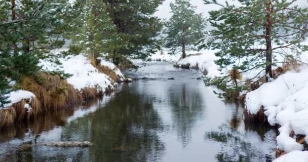 Кадри Річки Тече Зимовому Пейзажі Вічнозеленими Деревами Очеретом Вкритими Снігом — стокове відео
