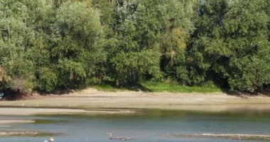 Yeşil ağaçlarla çevrili, aydınlık bir yaz gününde, sık kırlangıçlar sel basmış bir ormanlık alanın üzerinde süzülür.