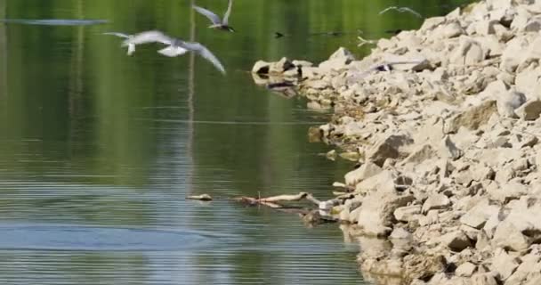 Common Terns Seen Flying Water Occasionally Dunking Themselves — Stock Video