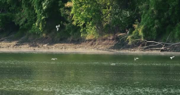 湖の上を泳ぎ 穏やかに表面に触れる一般的なテルンの群れ — ストック動画