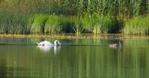 Cisne Mudo Adulto Nada Lago Detrás Cigüeñal — Vídeo de stock