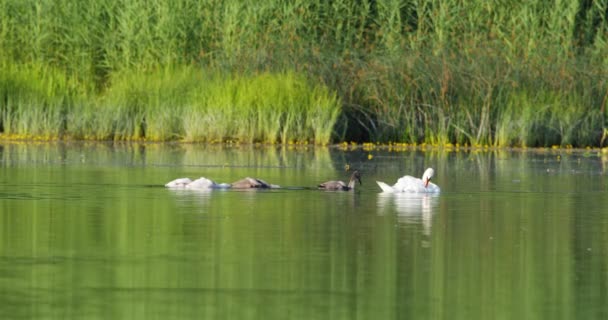 Cigno Muto Lago Che Predilige Mentre Sue Cignette Nuotano Dietro — Video Stock