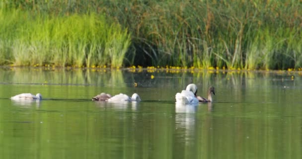 一只沉默的天鹅和它的刺网在湖底觅食 — 图库视频影像