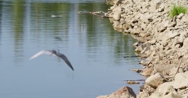 Felsen Mitten Teich Und Seeschwalben Fliegen Und Tauchen Wasser — Stockvideo