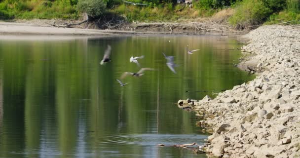 常见的燕鸥在池塘上方飞翔 落在池塘里 然后巧妙地飞走了 — 图库视频影像