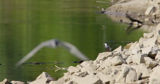 Common Tern Stands Rock Water Edge Fly Away Other Birds — Stock Video