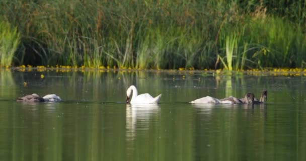 Молодые Лебеди Родители Ищут Пищу Водой Озере — стоковое видео