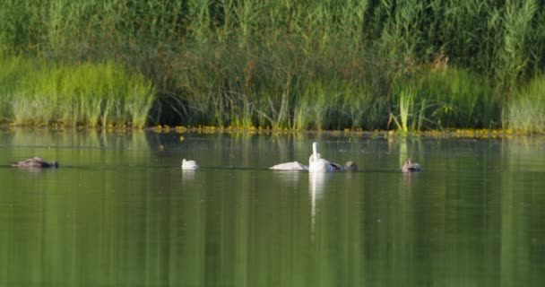 Семья Немых Лебедей Ищет Еду Зеленом Озере Окружении Тростника — стоковое видео