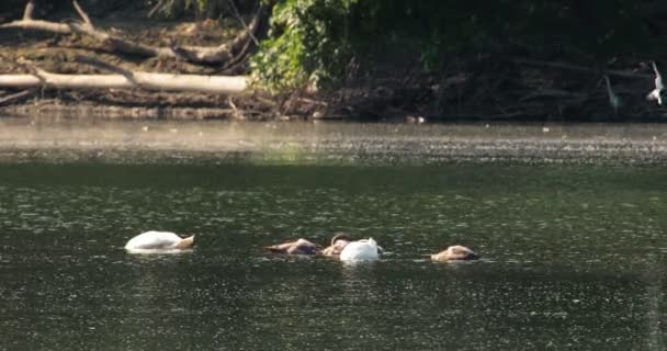 Una Familia Cisnes Busca Comida Bajo Agua Mientras Los Charranes — Vídeos de Stock