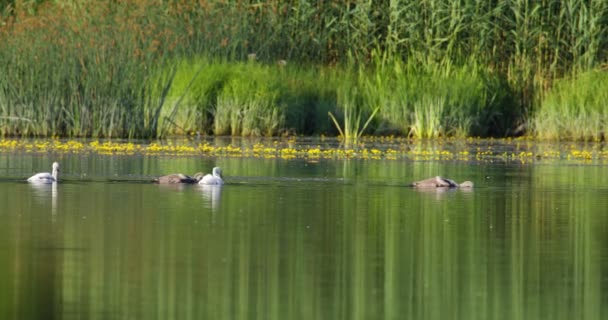かわいいシグネットが湖で泳ぎ 水中での食べ物を探す — ストック動画