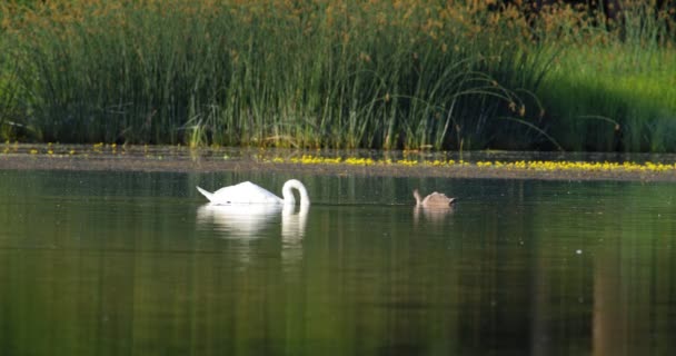 沉默的天鹅和它的刺网在湖面上的美丽镜头 湖面上有绿草 — 图库视频影像