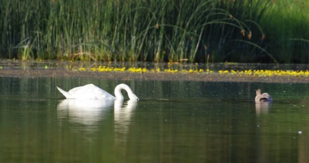 美丽的沉默天鹅和它的网在湖面上拍的照片 湖面上有绿草 — 图库视频影像