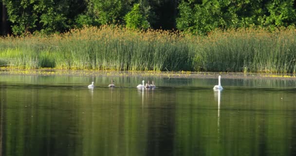 Lago Circondato Canneti Verdi Boschi Con Famiglia Cigno Nuotare Esso — Video Stock