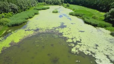 Ördek otu ve sazlıklar yukarıdan görülen bir göletin yüzeyini kaplıyor.