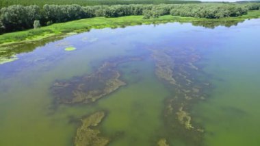 İnsansız hava aracı ağaçlarla çevrili bir bataklığın üzerinde uçuyor.