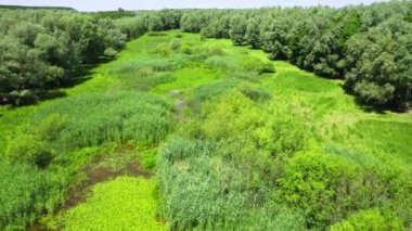 Ağaçlarla çevrili küçük bir gölette büyüyen yemyeşil su bitkilerinin havadan görünüşü