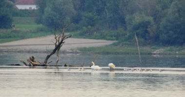 Dilsiz kuğular ve siyah başlı martılar nehrin ortasında bir parça karada dururlar.