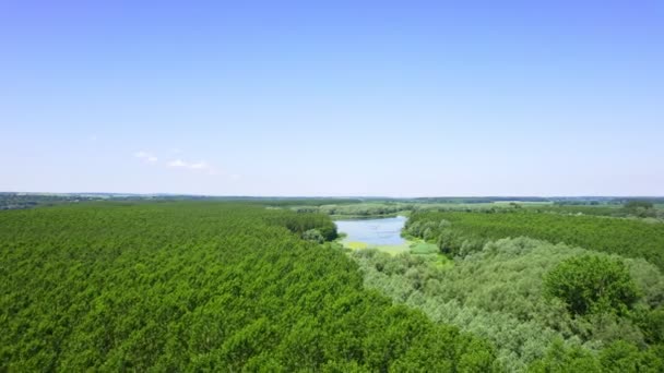 Luftaufnahmen Von Endlosen Wäldern Mit Teich Der Mitte Der Von — Stockvideo