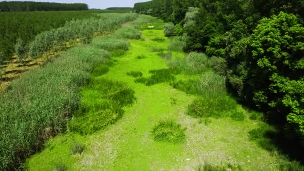 Green Lake Completely Covered Duckweed Surrounded Trees Reeds — Stock Video