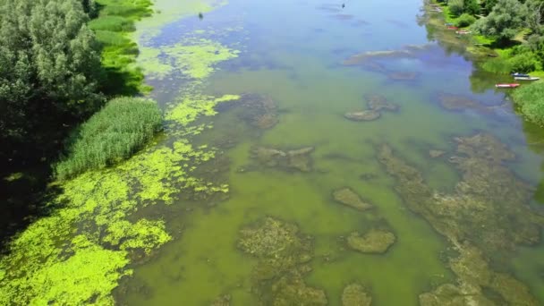 Vegetation Pond Surface Drone Point View — Stock Video