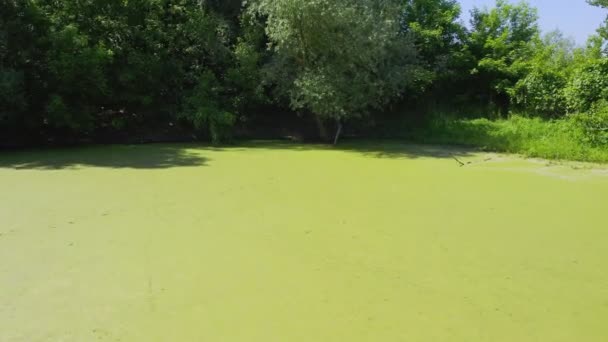 Drone Πτήση Πάνω Από Την Πράσινη Επιφάνεια Της Λίμνης Καλύπτονται — Αρχείο Βίντεο