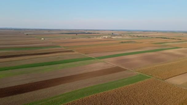 Prachtige Gouden Landbouwvelden Het Platteland Onder Blauwe Hemel Belegis Servië — Stockvideo