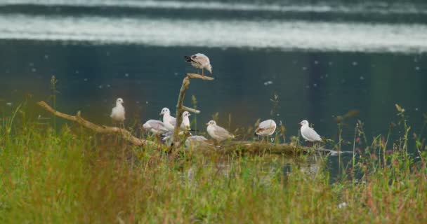 Colony Gulls Stand Broken Tree Branch Flowing Water Grass Foreground — Stock Video