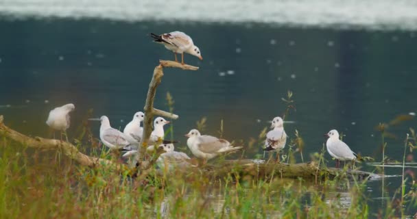 Colony Black Headed Gulls Perched Broken Tree Branch Water — Stock Video