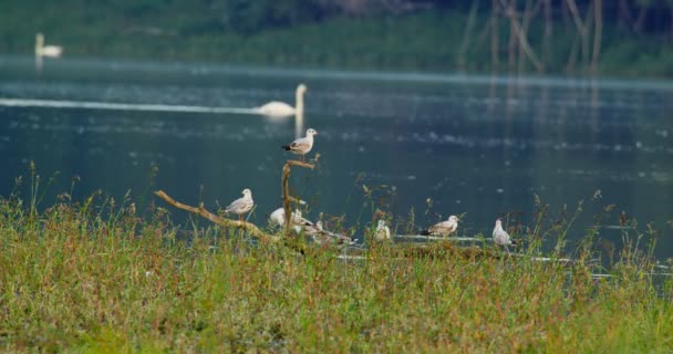 Kuğular Nehirde Yüzerken Kara Kafalı Martıların Güzel Görüntüleri — Stok video