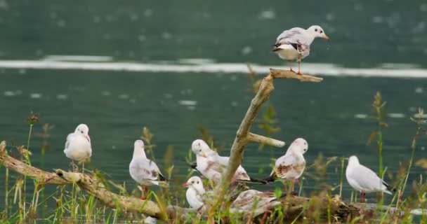 Close Shot Colony Black Headed Gulls Winter Plumage Standing Tree — Stock Video
