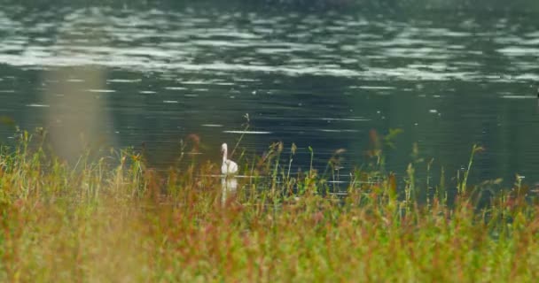 Όμορφα Πλάνα Από Λευκό Ερωδιό Περιπλανιέται Στο Ποτάμι Ψάχνοντας Για — Αρχείο Βίντεο