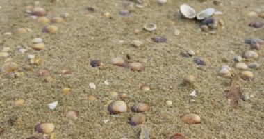 Boş tatlı su kabuklarıyla dolu kumlu sahili yakından çek.