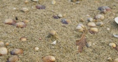 Boş tatlı su kabukları ve bir yaprak ile dolu kumlu sahili yakından çek.