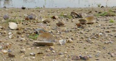 Kumsalda kurumuş tatlı su kabukları kırdım.