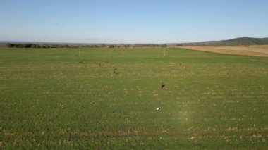 Avcıların ve köpeklerinin yeşil düzlükten geçişlerini gösteren hava manzarası.