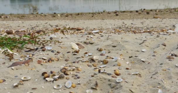 Ferskvandsskaller Sand Ved Flod Donau Ødelagte Rør – Stock-video