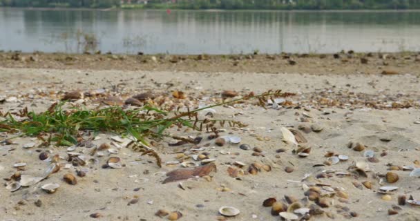 Freshwater Shells Sand Riverbank Danbe — Stock Video